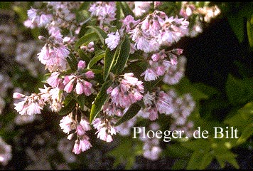 Deutzia scabra 'Candidissima'