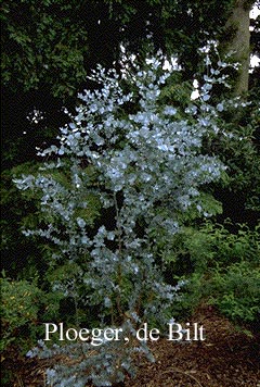 Eucalyptus gunnii