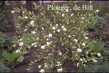 Exochorda 'The Bride'