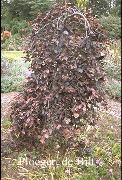 Fagus sylvatica 'Purpurea Pendula'