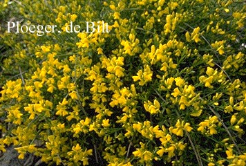 Genista lydia