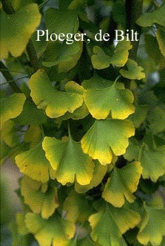 Ginkgo biloba