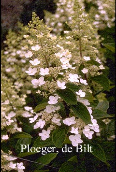 Hydrangea paniculata 'Grandiflora'