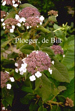 Hydrangea aspera sargentiana