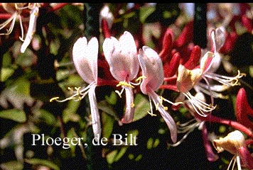 Lonicera periclymenum 'Serotina'