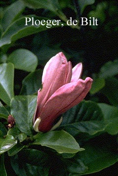 Magnolia liliiflora 'Nigra'