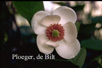 Magnolia sieboldii