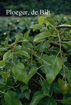 Morus alba 'Pendula'