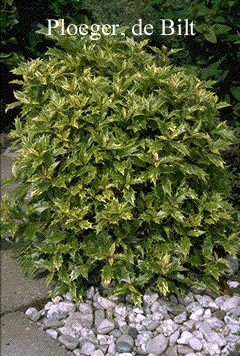 Osmanthus heterophyllus 'Goshiki'