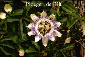 Passiflora caerulea