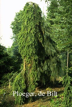 Picea abies 'Inversa'