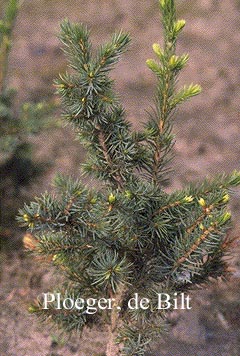 Picea omorika