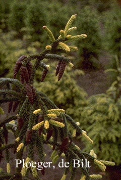 Picea orientalis 'Aureospicata'