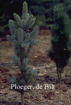Picea pungens 'Hoto'