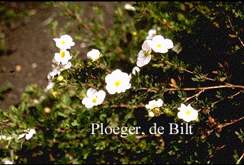 Potentilla fruticosa 'Abbotswood'