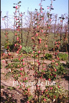 Ribes sanguineum 'Pulborough Scarlet'