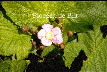 Rubus odoratus