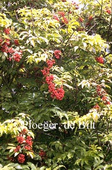 Sambucus racemosa 'Plumosa Aurea'