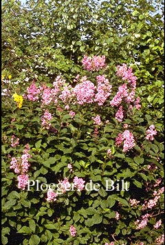 Syringa josikaea