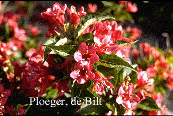 Weigela 'Eva Supreme'