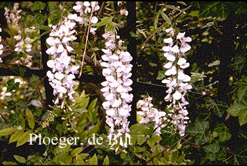 Wisteria formosa 'Issai'