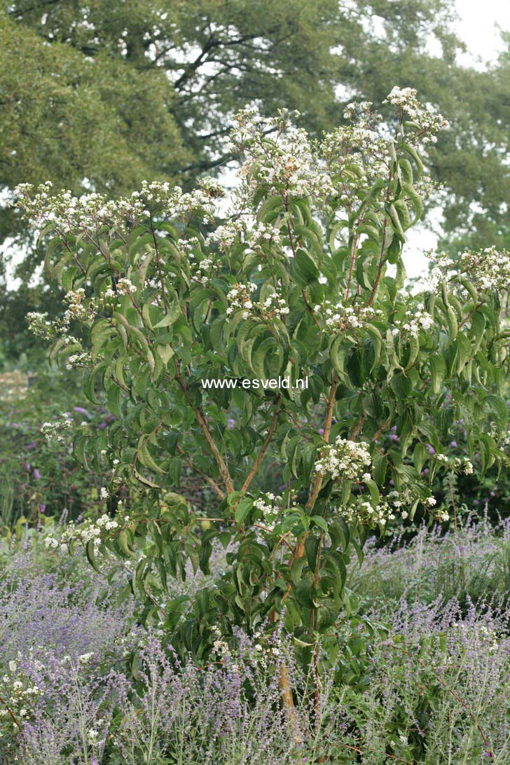 Heptacodium miconioides