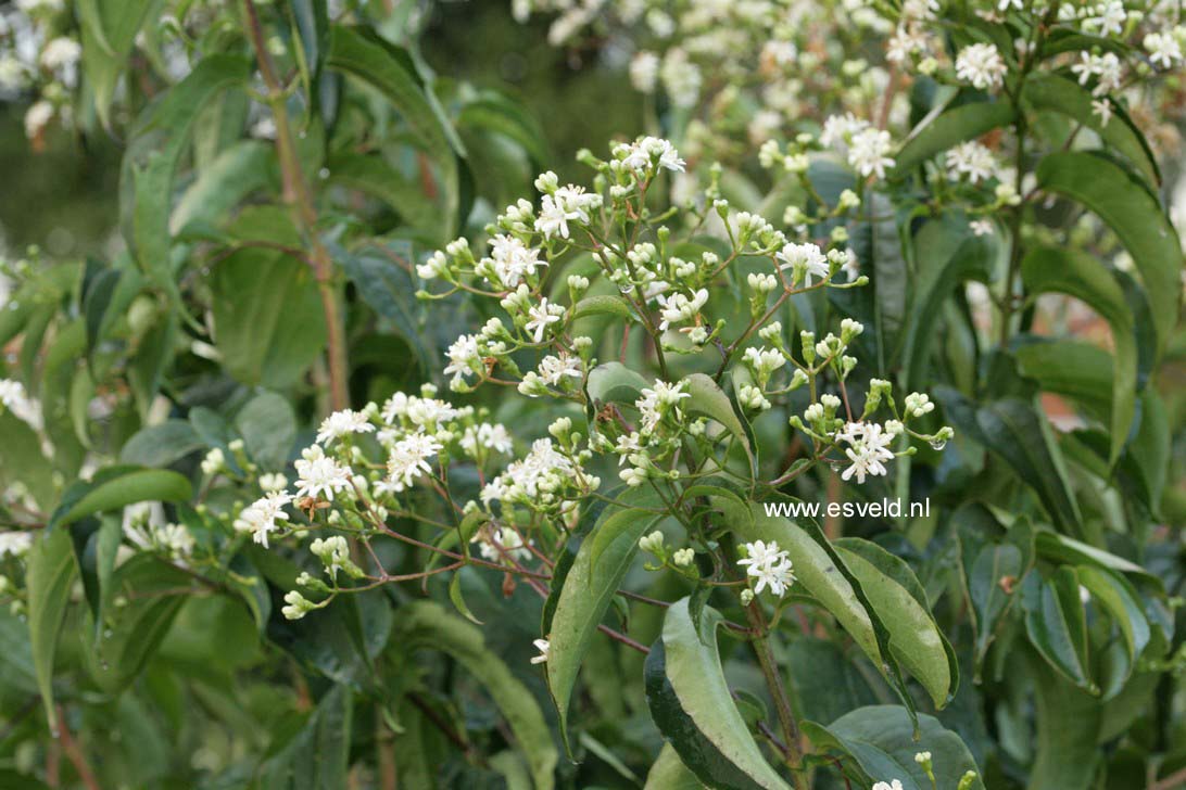 Heptacodium miconioides