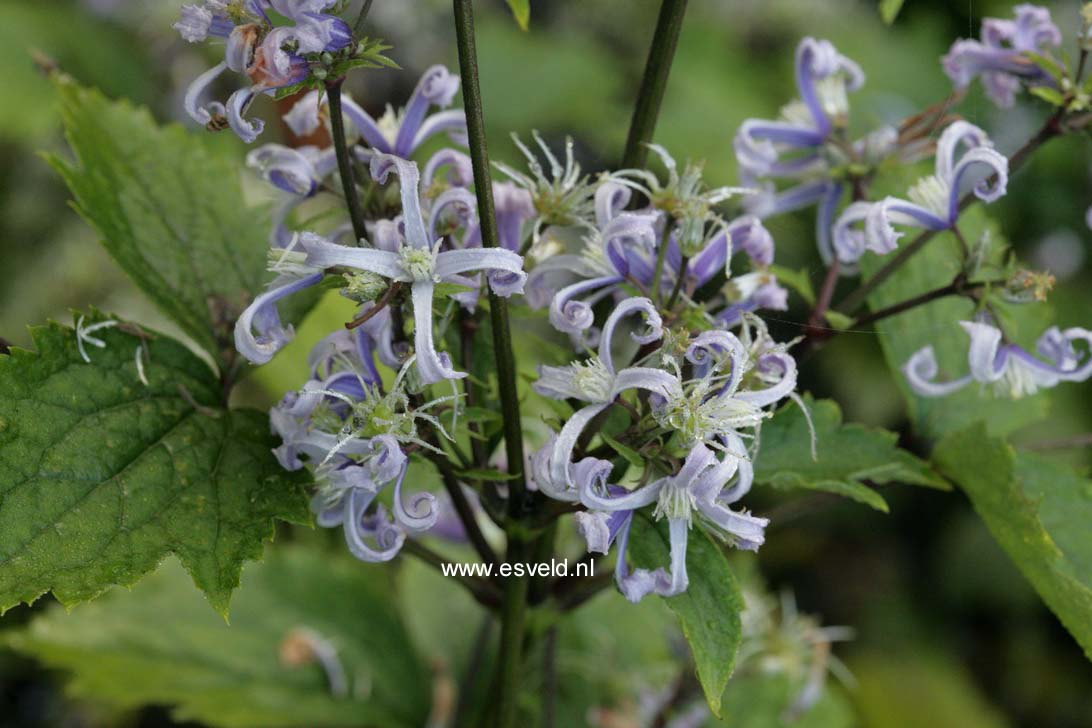 Clematis stans