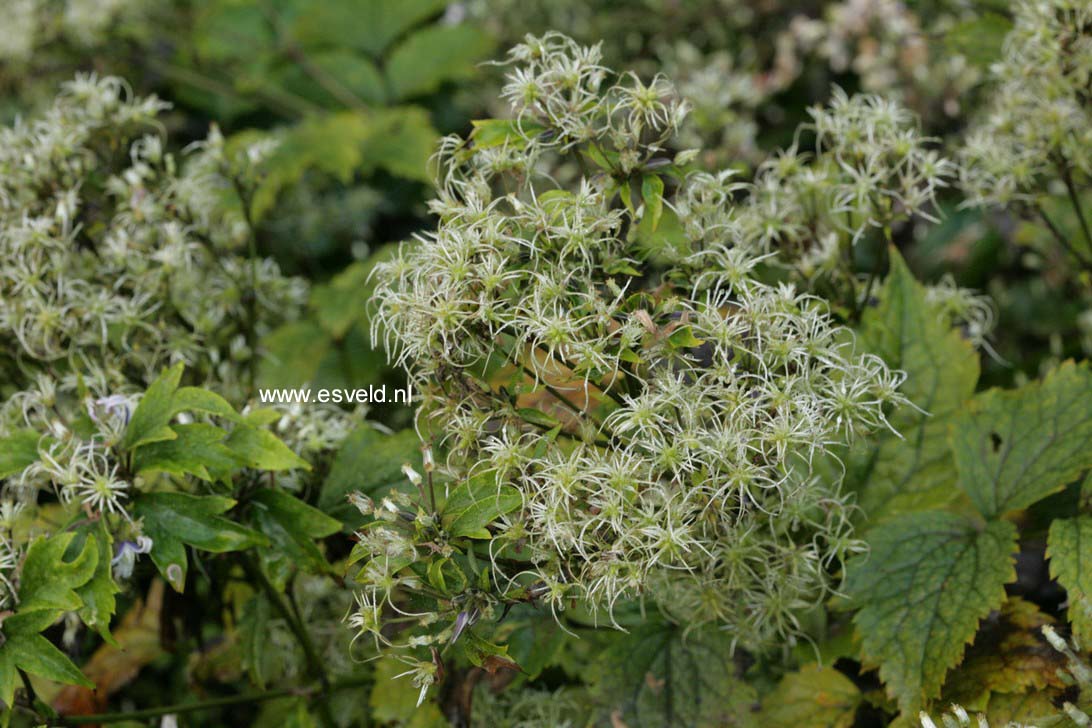 Clematis stans