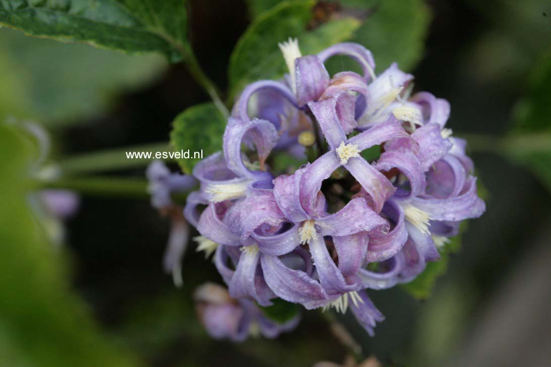 Clematis 'New Love'