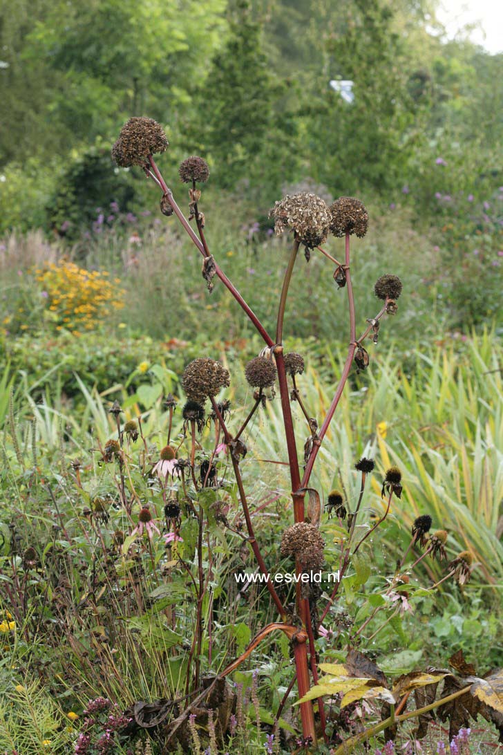 Angelica archangelica