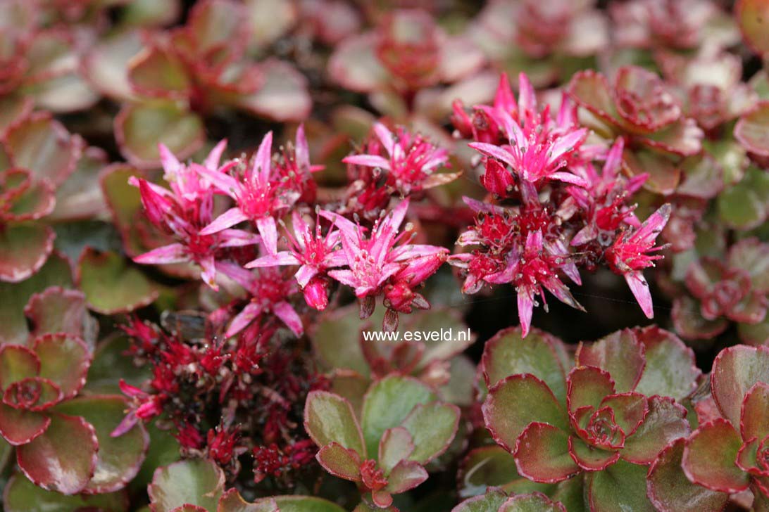 Sedum spurium 'Fuldaglut'