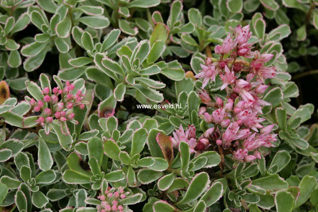 Sedum spurium 'Variegatum'