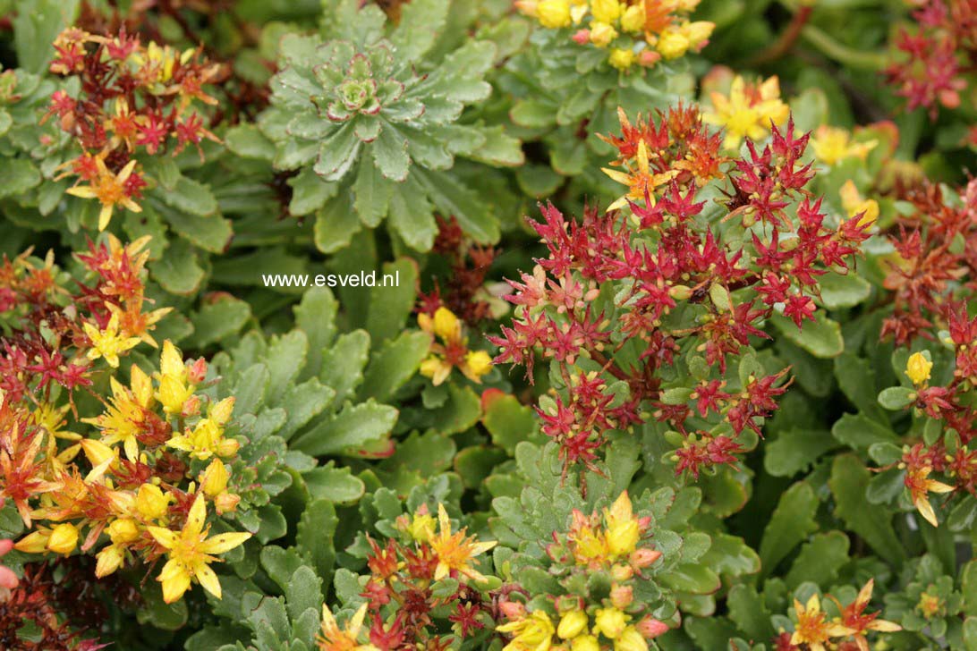 Sedum floriferum 'Weihenstephaner Gold'