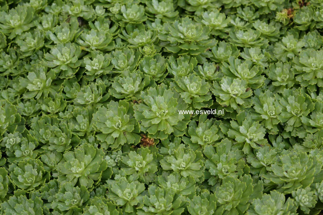 Sedum pachyclados