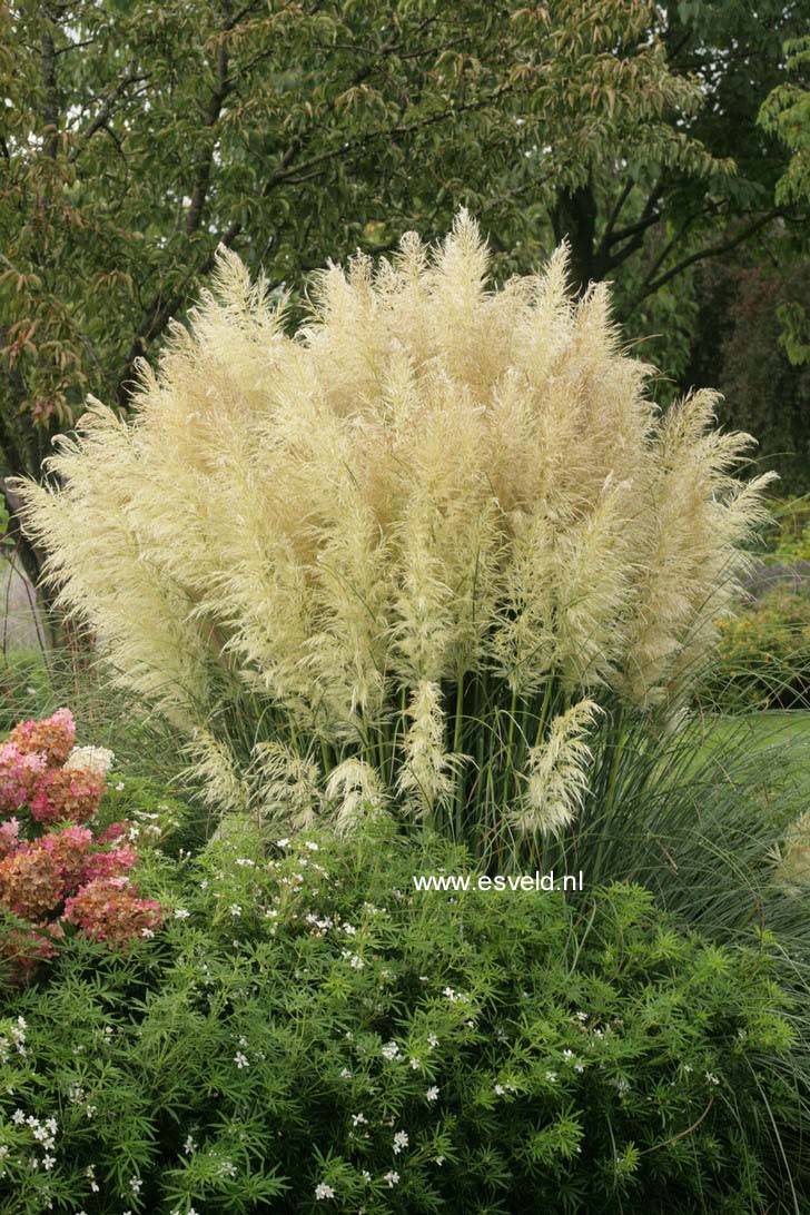Cortaderia selloana 'Evita'