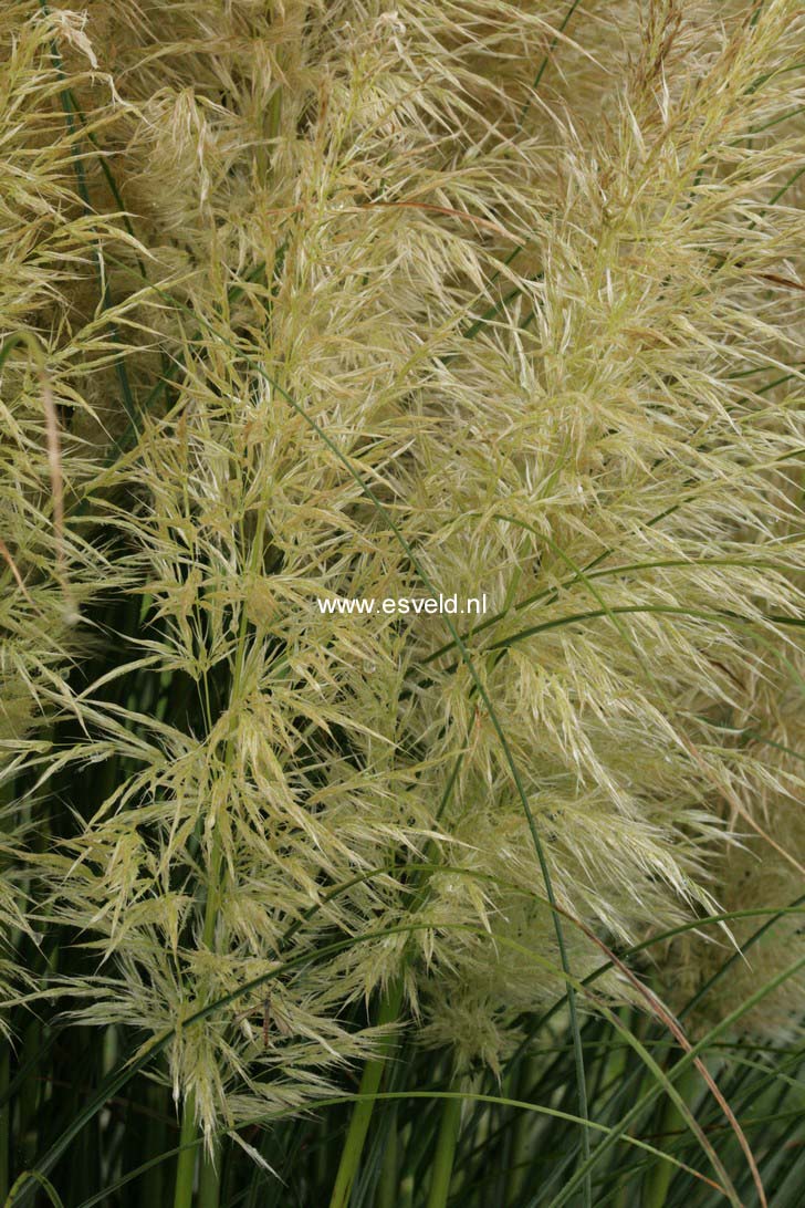 Cortaderia selloana 'Evita'
