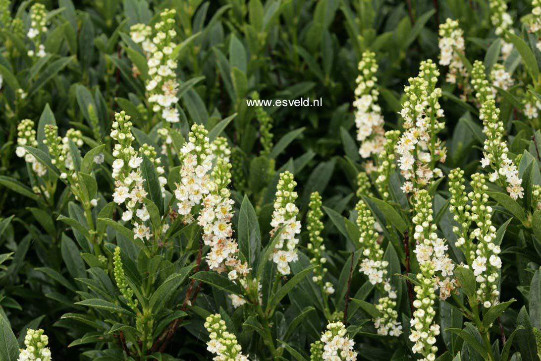 Prunus laurocerasus 'Gajo'