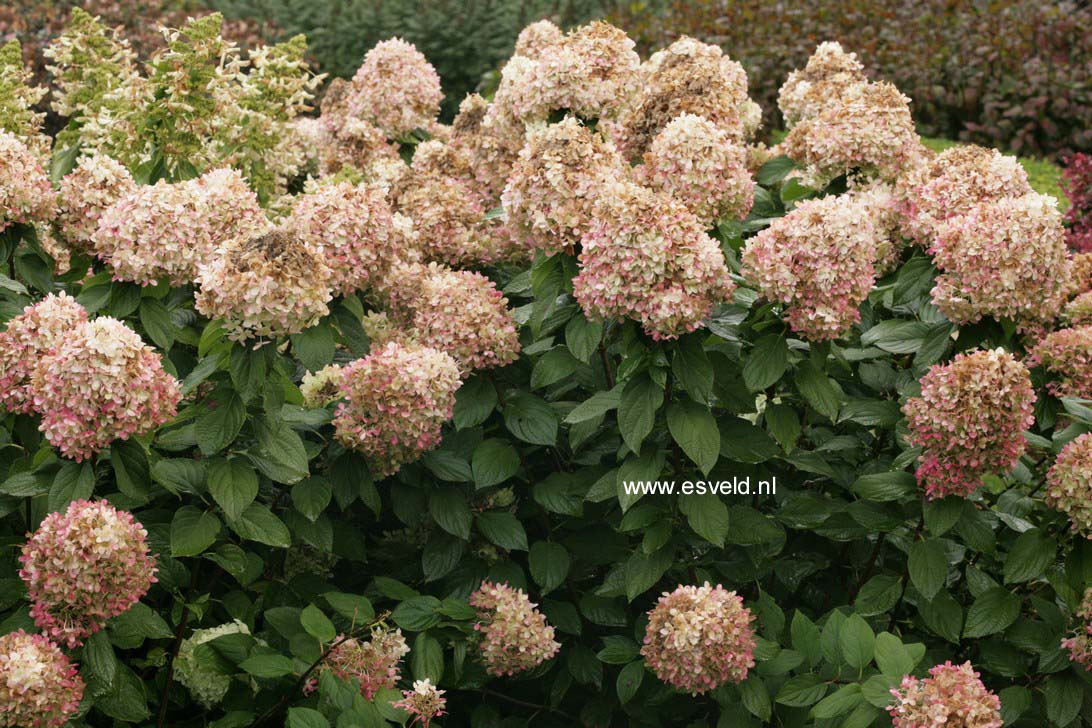 Hydrangea paniculata 'Limelight'