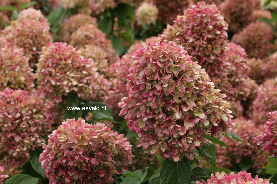 Hydrangea paniculata 'Limelight'