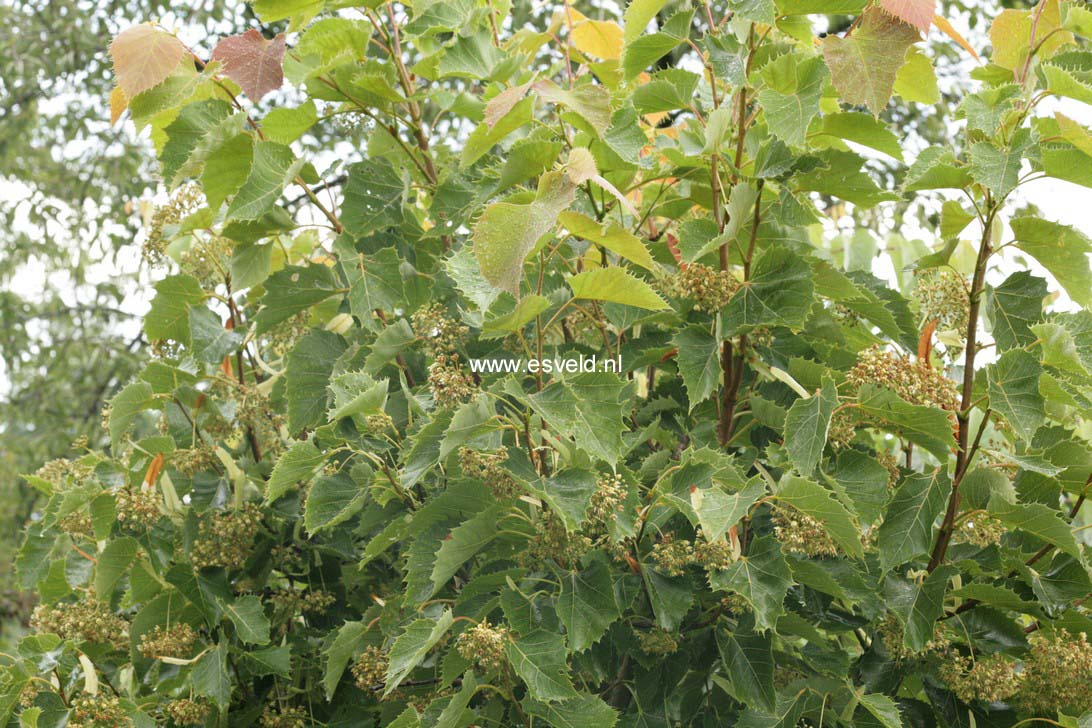 Tilia henryana