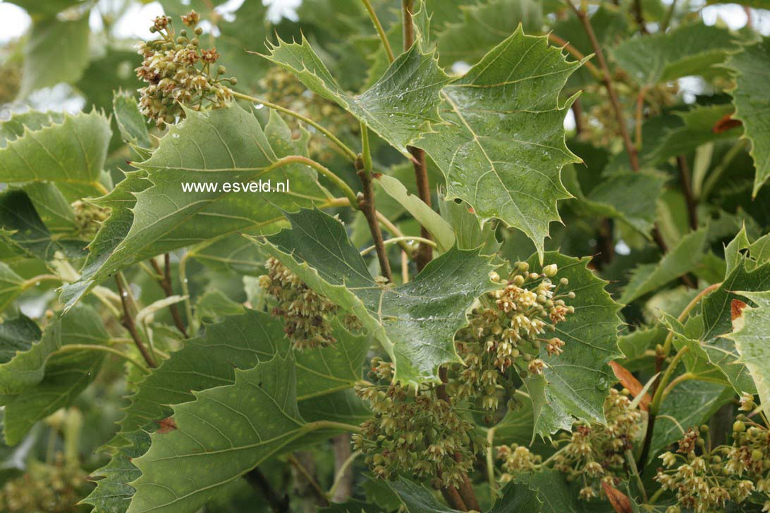 Tilia henryana