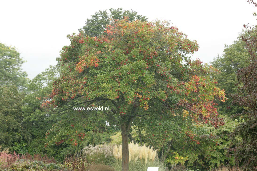 Crataegus persimilis 'Splendens'