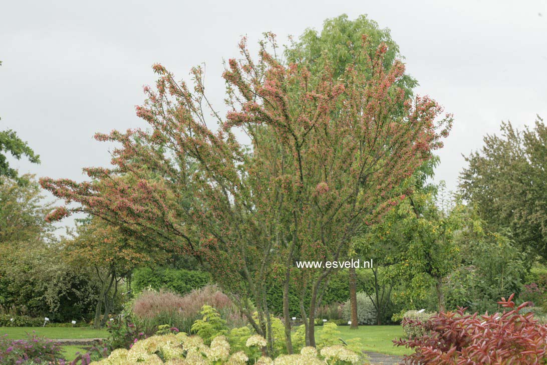 Malus 'Adirondack'