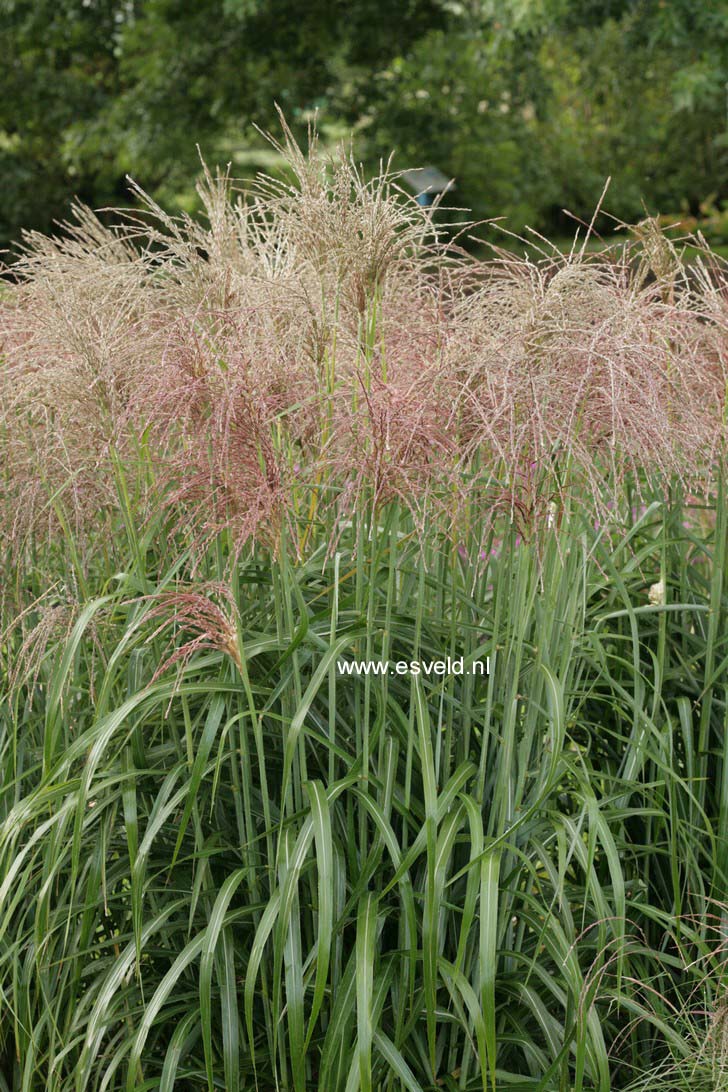 Miscanthus sinensis 'Ards Angel'