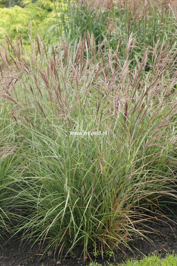 Miscanthus sinensis 'Ibiza'
