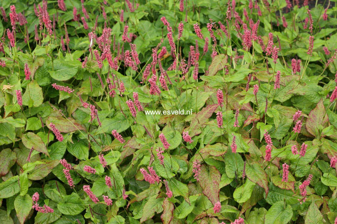 Persicaria amplexicaulis 'Taurus'