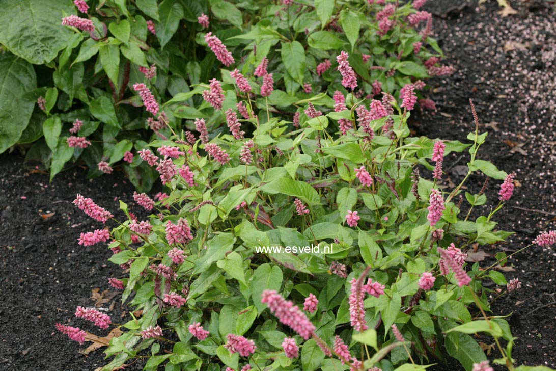 Persicaria amplexicaulis 'Inverleith'