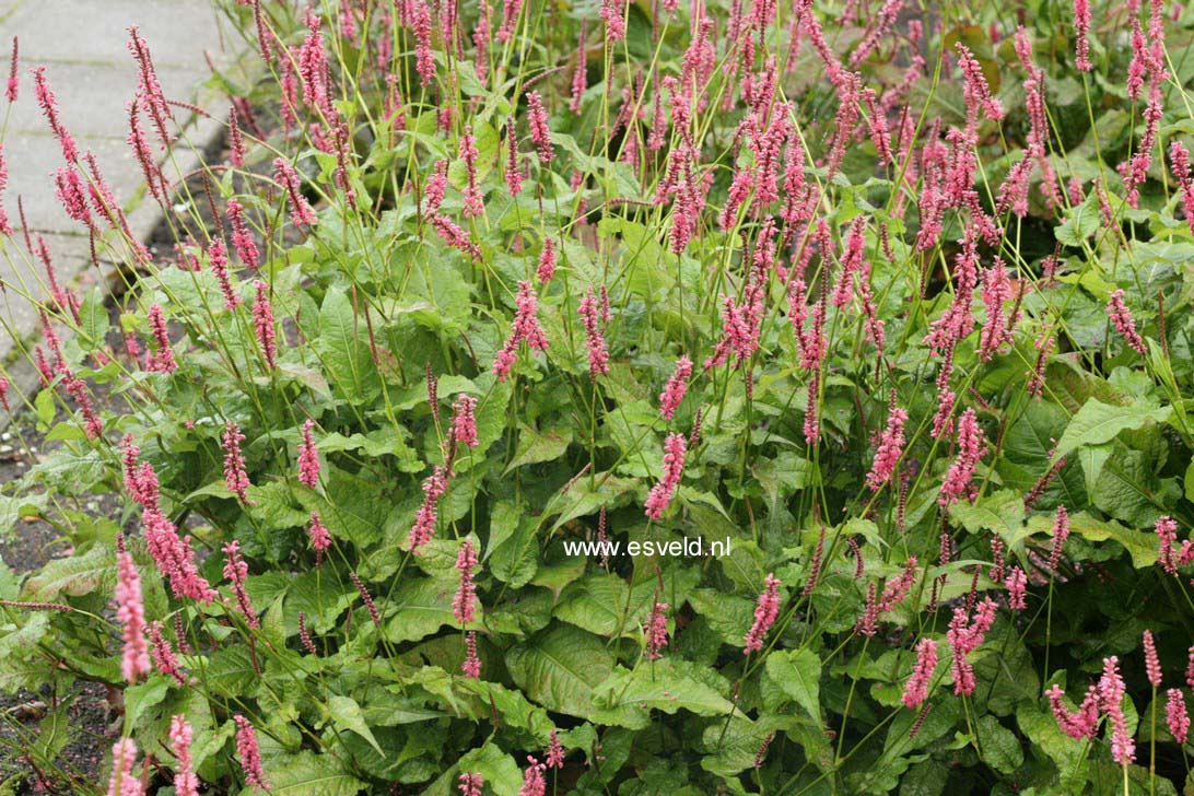 Persicaria amplexicaulis 'Speciosa' (FIRETAIL)