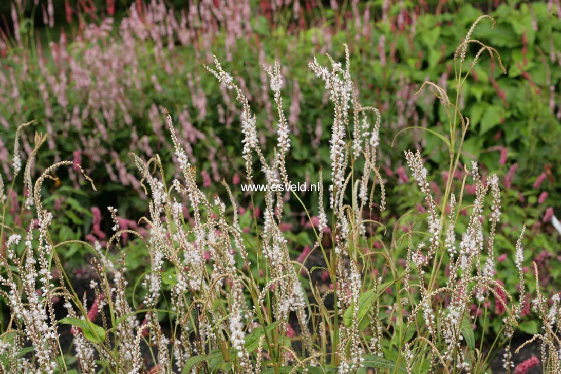 Persicaria amplexicaulis 'Alba'